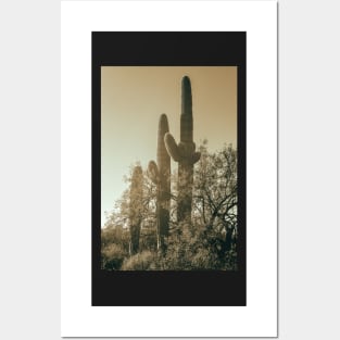 Saguaro Cacti Posters and Art